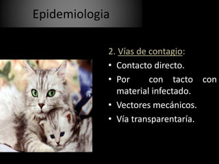 2. Vías de contagio:
• Contacto directo.
• Por con tacto con
material infectado.
• Vectores mecánicos.
• Vía transparentaría.
Epidemiologia
 