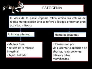 PATOGENIA
El virus de la panleucopenia felina afecta las células de
rápida multiplicación esto se refiere a los que presentan gran
actividad mitótica
Animales adultos Hembras gestantes
• Medula ósea
• células de la mucosa
intestinal
• Tejido linfoide
• Transmisión por
vía placentaria aparición de
abortos, reabsorciones
fetales y fetos
momificados.
 