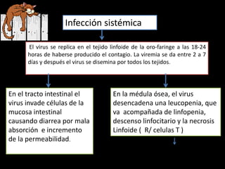 Infección sistémica
El virus se replica en el tejido linfoide de la oro-faringe a las 18-24
horas de haberse producido el contagio. La viremia se da entre 2 a 7
días y después el virus se disemina por todos los tejidos.
En el tracto intestinal el
virus invade células de la
mucosa intestinal
causando diarrea por mala
absorción e incremento
de la permeabilidad.
En la médula ósea, el virus
desencadena una leucopenia, que
va acompañada de linfopenia,
descenso linfocitario y la necrosis
Linfoide ( R/ celulas T )
 