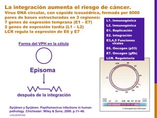 JVALDESPONS
La integración aumenta el riesgo de cáncer.
Virus DNA circular, con cápside icosaédrica, formada por 8000
pares de bases estructuradas en 3 regiones:
7 genes de expresión temprana (E1 – E7)
2 genes de expresión tardía (L1 – L2)
LCR regula la expresión de E6 y E7
Syrjänen y Syrjänen. Papillomavirus infections in human
pathology. Chichester: Wiley & Sons; 2000. p.11–46.
después de la integración
Episoma
Forma del VPH en la célula
L1. Inmunogénica
L2. Inmunogénica
E1. Replicación
E2. Integración
E3,4,5 Funciones
virales
E6. Oncogen (p53)
E7. Oncogen (gRb)
LCR. Regulatoria
 