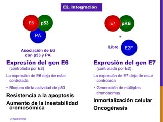 JVALDESPONS
PA
p53E6
Asociación de E6
con p53 y PA
Expresión del gen E6
(controlada por E2)
La expresión de E6 deja de estar
controlada
• Bloqueo de la actividad de p53
Resistencia a la apoptosis
Aumento de la inestabilidad
cromosómica
Expresión del gen E7
(controlada por E2)
La expresión de E7 deja de estar
controlada
• Generación de múltiples
cromosomas
Inmortalización celular
Oncogénesis
E2F
pRBE7
Libre
+
E2. Integración
 