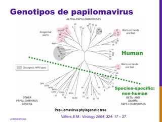 JVALDESPONS
Genotipos de papilomavirus
Villiers,E.M.: Virology 2004; 324: 17 – 27.
Human
Species-specific:
non-human
 
