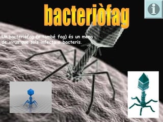 Un bacteriòfag (o també fag) és un mena
de virus que sols infecta a bacteris. 
 