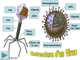 Hemoaglutinina
                                       ARN
 Cap      Càpsida

           ADN                          Càpsida
Coll

                                         Patet
Cua                                     Cel·lular
       Placa
       Basal


         Fibres de
           la cua     Neuramminidasa
 