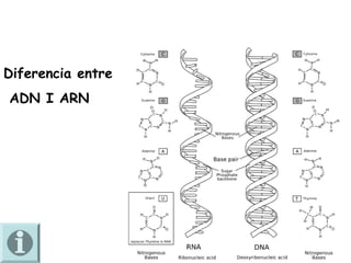 Diferencia entre
ADN I ARN
 