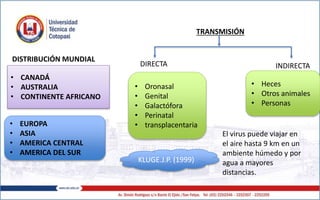 DISTRIBUCIÓN MUNDIAL
• CANADÁ
• AUSTRALIA
• CONTINENTE AFRICANO
• EUROPA
• ASIA
• AMERICA CENTRAL
• AMERICA DEL SUR
TRANSMISIÓN
DIRECTA INDIRECTA
• Oronasal
• Genital
• Galactófora
• Perinatal
• transplacentaria
• Heces
• Otros animales
• Personas
El virus puede viajar en
el aire hasta 9 km en un
ambiente húmedo y por
agua a mayores
distancias.
KLUGE.J.P. (1999)
 