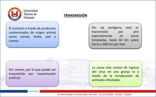 TRANSMISIÓN
El virus se transmite
principalmente a través de
aerosoles producto de la
respiración sobretodo bajo
condiciones de hacinamiento.
La causa más común de ingreso
del virus en una granja es a
través de la introducción de
animales infectados.
Por semen, por lo que puede ser
transmitida por inseminación
artificial
Se cree que después de un brote
de aftosa los animales pueden
mantener el virus en las
amígdalas hasta por tres años.
El contacto a través de productos
contaminados de origen animal
como carnes, leche, piel y
cueros.
Por vía aerógena, esto es
transmisión por aire
especialmente en zonas
templadas, hasta 60 km sobre
tierra y 300 km por mar.
 
