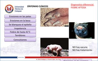 SÍNTOMAS CLÍNICOS
Erosiones en las patas
Erosiones en la boca
Se blanquea el epitelio
Inapetencia
Fiebre de hasta 41°C
Temblores
Convulsiones
Diagnostico diferencial.
FIEBRE AFTOSA
NO hay vacuna
NO hay tratamiento
 