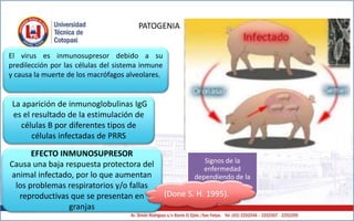 PATOGENIA
Entra por vía
oronasal, coito,
agujas infectadas
Replica mucosa
respiratoria,
tonsilas, pulmón
Viremia 12 h post-
infección
Distribuye en todo
el cuerpo afectando
a los monocitos
Signos de la
enfermedad
dependiendo de la
edad
El virus es inmunosupresor debido a su
predilección por las células del sistema inmune
y causa la muerte de los macrófagos alveolares.
La aparición de inmunoglobulinas IgG
es el resultado de la estimulación de
células B por diferentes tipos de
células infectadas de PRRS
EFECTO INMUNOSUPRESOR
Causa una baja respuesta protectora del
animal infectado, por lo que aumentan
los problemas respiratorios y/o fallas
reproductivas que se presentan en
granjas
(Done S. H. 1995).
 