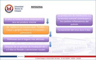 PATOGENIA
El virus se limita al tracto respiratorio y
rara vez produce viremia
Pulmones son el órgano más afectado
La producción de interleucina 1 y
la necrosis tumoral contribuyen a
los cambios inflamatorios del
pulmón
La excreción del virus dura 6 días
Se replica en la mucosa nasal. Tonsilas,
traque y ganglios linfáticos bronquiales y
pulmonares
Después de un período de incubación de 1
a 3 días es llevado a secreciones nasales
 