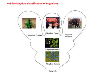 old five kingdom classification of organisms.
 