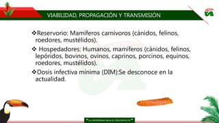 VIABILIDAD, PROPAGACIÓN Y TRANSMISIÓN
Reservorio: Mamíferos carnívoros (cánidos, felinos,
roedores, mustélidos).
 Hospedadores: Humanos, mamíferos (cánidos, felinos,
lepóridos, bovinos, ovinos, caprinos, porcinos, equinos,
roedores, mustélidos).
Dosis infectiva mínima (DIM):Se desconoce en la
actualidad.
 