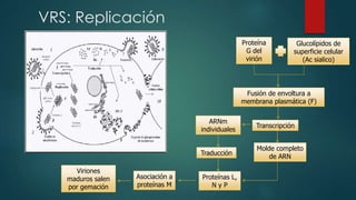 VRS: Replicación 
Proteína 
G del 
virión 
Glucolípidos de 
superficie celular 
(Ac sialico) 
Fusión de envoltura a 
membrana plasmática (F) 
Transcripción 
Proteínas L, 
N y P 
Asociación a 
proteínas M 
Viriones 
maduros salen 
por gemación 
ARNm 
individuales 
Traducción 
Molde completo 
de ARN 
 