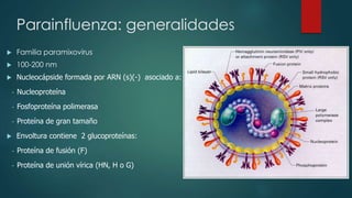 Parainfluenza: generalidades 
 Familia paramixovirus 
 100-200 nm 
 Nucleocápside formada por ARN (s)(-) asociado a: 
- Nucleoproteína 
- Fosfoproteína polimerasa 
- Proteína de gran tamaño 
 Envoltura contiene 2 glucoproteínas: 
- Proteína de fusión (F) 
- Proteína de unión vírica (HN, H o G) 
 