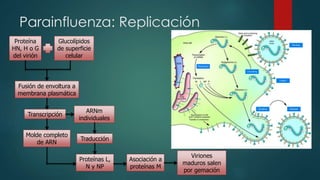 Parainfluenza: Replicación 
Proteína 
HN, H o G 
del virión 
Glucolípidos 
de superficie 
celular 
Fusión de envoltura a 
membrana plasmática 
Transcripción 
Proteínas L, 
N y NP 
Asociación a 
proteínas M 
Viriones 
maduros salen 
por gemación 
ARNm 
individuales 
Traducción 
Molde completo 
de ARN 
 
