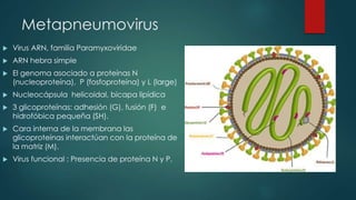 Metapneumovirus 
 Virus ARN, familia Paramyxoviridae 
 ARN hebra simple 
 El genoma asociado a proteínas N 
(nucleoproteína), P (fosfoproteína) y L (large) 
 Nucleocápsula helicoidal, bicapa lipídica 
 3 glicoproteínas: adhesión (G), fusión (F) e 
hidrofóbica pequeña (SH). 
 Cara interna de la membrana las 
glicoproteínas interactúan con la proteína de 
la matriz (M). 
 Virus funcional : Presencia de proteína N y P. 
 