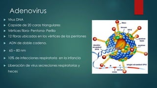 Adenovirus 
 Virus DNA 
 Capside de 20 caras triangulares 
 Vértices fibra- Pentona- Perilla 
 12 fibras ubicadas en los vértices de los pentones 
 ADN de doble cadena. 
 65 – 80 nm 
 10% de infecciones respiratoria en la infancia 
 Liberación de virus secreciones respiratorias y 
heces 
 