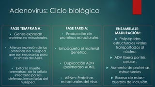 Adenovirus: Ciclo biológico 
ENSAMBLAJE-MADURACIÓN: 
 Polipéptidos 
estructurales virales 
transportados al 
núcleo. 
 ADV libera por lisis 
celular . 
 Aumento de proteínas 
estructurales 
 Exceso de estas= 
cuerpos de inclusión. 
FASE TEMPRANA: 
 Genes expresan 
proteínas no-estructurales. 
 Alteran expresión de las 
proteínas del huésped 
que son necesarias para 
la síntesis del ADN. 
 Evitar la muerte 
prematura de la célula 
infectada por las 
defensas inmunitarias del 
huésped. 
FASE TARDIA: 
 Producción de 
proteínas estructurales 
 Empaqueta el material 
genético. 
 Duplicación ADN 
(polimerasa ADN). 
 ARNm: Proteínas 
estructurales del virus 
 