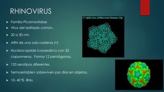 RHINOVIRUS 
 Familia Picornaviridae 
 Virus del resfriado común. 
 20 a 30 nm. 
 ARN de una sola cadena (+) 
 Nucleocapside icosaedrica con 32 
capsomeros. Forma 12 pentágonos. 
 120 serotipos diferentes. 
 Termoestable= sobreviven por días en objetos. 
 10- 40 % IRAs 
 