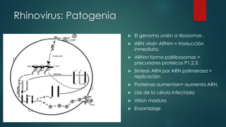 Rhinovirus: Patogenia 
 El genoma unión a ribosomas . 
 ARN viral= ARNm = traducción 
inmediata. 
 ARNm forma poliribosomas = 
precursores proteicos P1,2,3. 
 Síntesis ARN por ARN polimerasa = 
replicación. 
 Proteínas aumentan= aumenta ARN. 
 Lisis de la célula infectada 
 Virion maduro 
 Ensamblaje 
 