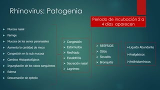 Rhinovirus: Patogenia 
 Mucosa nasal 
 Faringe 
 Mucosa de los senos paranasales 
 Aumenta la cantidad de moco 
 Congestión en la sub mucosa 
 Cambios Histopatológicos 
 Ingurgitación de los vasos sanguíneos 
 Edema 
 Descamación de epitelio 
 Congestión 
 Estornudos 
 Resfriado 
 Escalofriós 
 Secreción nasal 
 Lagrimeo 
Periodo de incubación 2 a 
4 días aparecen 
 RESFRIOS 
 Otitis 
 Sinusitis 
 Bronquitis 
Liquido Abundante 
Analgésicos 
Antihistamínicos 
 