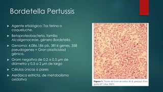 Bordetella Pertussis 
 Agente etiológico: Tos ferina o 
coqueluche. 
 Betaproteobacteria, familia 
Alcaligenaceae, género Bordetella. 
 Genoma: 4.086.186 pb, 3816 genes, 358 
pseudogenes = Gran plasticidad 
génica. 
 Gram negativo de 0,2 a 0,5 μm de 
diámetro y 0,5 a 2 μm de largo 
 Células únicas o pares 
 Aeróbica estricta, de metabolismo 
oxidativo 
 
