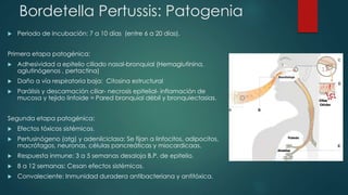 Bordetella Pertussis: Patogenia 
 Periodo de incubación: 7 a 10 días (entre 6 a 20 días). 
Primera etapa patogénica: 
 Adhesividad a epitelio ciliado nasal-bronquial (Hemaglutinina, 
aglutinógenos , pertactina) 
 Daño a vía respiratoria baja: Citosina estructural 
 Parálisis y descamación ciliar- necrosis epitelial- inflamación de 
mucosa y tejido linfoide = Pared bronquial débil y bronquiectasias. 
Segunda etapa patogénica: 
 Efectos tóxicos sistémicos. 
 Pertusinógeno (atg) y adenilciclasa: Se fijan a linfocitos, adipocitos, 
macrófagos, neuronas, células pancreáticas y miocardicaas. 
 Respuesta inmune: 3 a 5 semanas desaloja B.P. de epitelio. 
 8 a 12 semanas: Cesan efectos sistémicos. 
 Convaleciente: Inmunidad duradera antibacteriana y antitóxica. 
 