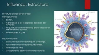 Influenza: Estructura 
Envoltura lipídica doble capa: 
Hemaglutininas: 
1. Bastón. 
2. Adherencia a los receptores celulares del 
huésped. 
3. Regula fusión de membrana endosómica con 
la membrana del virus. 
4. Humanos H1, H2, H3 
Neuraminidasas: 
1. Espícula cabeza cuadrangular y vástago. 
2. Facilita liberación de partículas virales. 
3. Humanos N1 y N2. 
4. Glicoproteína destructora de receptores 
 