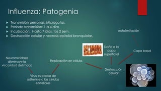 Influenza: Patogenia 
 Transmisión personas: Microgotas. 
 Periodo transmisión: 1 a 4 días 
 Incubación: Hasta 7 días, tos 2 sem. 
 Destrucción celular y necrosis epitelial bronquiolar. 
Neuraminidasa 
disminuye la 
viscosidad del moco 
Replicación en célula. 
Virus es capaz de 
adherirse a las células 
epiteliales 
Autolimitación 
Daño a la 
capa 
superficial 
Destrucción 
celular 
Capa basal 
 