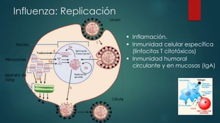 Influenza: Replicación 
 Inflamación. 
 Inmunidad celular específica 
(linfocitos T citotóxicos) 
 Inmunidad humoral 
circulante y en mucosas (IgA) 
 