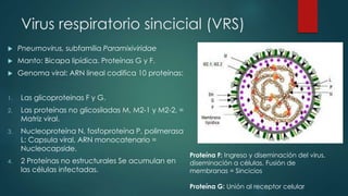 Virus respiratorio sincicial (VRS) 
 Pneumovirus, subfamilia Paramixiviridae 
 Manto: Bicapa lipídica. Proteínas G y F. 
 Genoma viral: ARN lineal codifica 10 proteínas: 
1. Las glicoproteinas F y G. 
2. Las proteínas no glicosiladas M, M2-1 y M2-2, = 
Matriz viral. 
3. Nucleoproteína N, fosfoproteína P, polimerasa 
L: Capsula viral, ARN monocatenario = 
Nucleocapside. 
4. 2 Proteínas no estructurales Se acumulan en 
las células infectadas. 
Proteína F: Ingreso y diseminación del virus, 
diseminación a células. Fusión de 
membranas = Sincicios 
Proteína G: Unión al receptor celular 
 