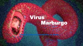 Virus
Marburgo
http://es.m.wikipedia.org/wiki/Virus_de_Marbur
go
 
