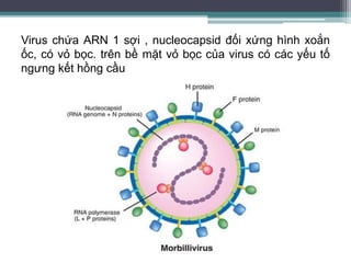 Virus chứa ARN 1 sợi , nucleocapsid đối xứng hình xoắn
ốc, có vỏ bọc. trên bề mặt vỏ bọc của virus có các yếu tố
ngưng kết hồng cầu
 
