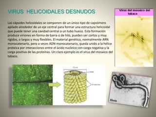 VIRUS HELICOIDALES DESNUDOS
Las cápsides helicoidales se componen de un único tipo de capsómero
apilado alrededor de un eje central para formar una estructura helicoidal
que puede tener una cavidad central o un tubo hueco. Esta formación
produce viriones en forma de barra o de hilo, pueden ser cortos y muy
rígidos, o largos y muy flexibles. El material genético, normalmente ARN
monocatenario, pero a veces ADN monocatenario, queda unido a la hélice
proteica por interacciones entre el ácido nucleico con carga negativa y la
carga positiva de las proteínas. Un claro ejemplo es el virus del mosaico del
tabaco.
 