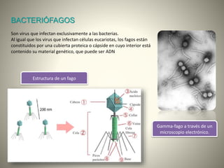 BACTERIÓFAGOS
Son virus que infectan exclusivamente a las bacterias.
Al igual que los virus que infectan células eucariotas, los fagos están
constituidos por una cubierta proteica o cápside en cuyo interior está
contenido su material genético, que puede ser ADN
Gamma-fago a través de un
microscopio electrónico.
Estructura de un fago
 