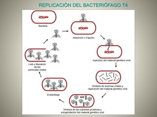 REPLICACIÓN DEL BACTERIÓFAGO T4
 