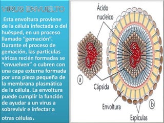 Esta envoltura proviene
de la célula infectada o del
huésped, en un proceso
llamado “gemación”.
Durante el proceso de
gemación, las partículas
víricas recién formadas se
“envuelven” o cubren con
una capa externa formada
por una pieza pequeña de
la membrana plasmática
de la célula. La envoltura
puede cumplir la función
de ayudar a un virus a
sobrevivir e infectar a
otras células.
 