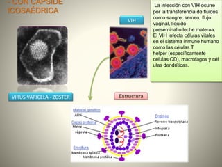 - CON CÁPSIDE
ICOSAÉDRICA
VIRUS VARICELA - ZOSTER
VIH
Estructura
La infección con VIH ocurre
por la transferencia de fluidos
como sangre, semen, flujo
vaginal, líquido
preseminal o leche materna.
El VIH infecta células vitales
en el sistema inmune humano
como las células T
helper (específicamente
células CD), macrófagos y cél
ulas dendríticas.
 