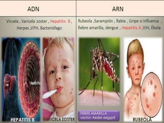 ADN ARN
Viruela , Varicela zoster , Hepatitis B ,
Herpes ,VPH, Bacteriófago
Rubeola ,Sarampión , Rabia , Gripe o influenza ,
fiebre amarilla, dengue , Hepatitis A ,VIH, Ébola
FIEBRE AMARILLA
vector: Aedes aegypti
RUBEOLAVARICELA ZOSTERHEPATITIS B
 