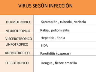 DERMOTROPICO
VIRUS SEGÚN INFECCIÓN
NEUROTROPICO
VISCEROTROPICO
LINFOTROPICO
FLEBOTROPICO
ADENOTROPICO
Sarampión , rubeola , varicela
Rabia , poliomielitis
Hepatitis , ébola
SIDA
Parotiditis (paperas)
Dengue , fiebre amarilla
 