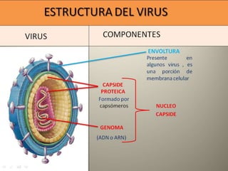ESTRUCTURA DEL VIRUS
ENVOLTURA
CAPSIDE
PROTEICA
Formado por
capsómeros
GENOMA
NUCLEO
CAPSIDE
Presente en
algunos virus , es
una porción de
membrana celular
(ADN o ARN)
VIRUS COMPONENTES
 