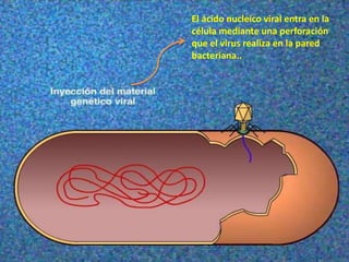 El ácido nucleíco viral entra en la
célula mediante una perforación
que el virus realiza en la pared
bacteriana..
 