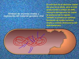 En esta fase no se observan copias
del virus en la célula, pero se está
produciendo la síntesis de ARN,
necesario para generar las copias
de proteínas de la cápside.
También se produce la continua
formación de ácidos nucleícos
virales y enzimas destructoras del
ADN bacteriano.
 