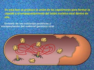 En esta fase se produce la unión de los capsómeros para formar la
cápside y el empaquetamiento del ácido nucleíco viral dentro de
ella.
 
