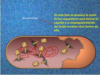 En esta fase se produce la unión
de los capsómeros para formar la
cápside y el empaquetamiento
del ácido nucleíco viral dentro de
ella.
 