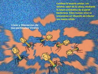 Conlleva la muerte celular. Los
viriones salen de la célula, mediante
la rotura enzimática de la pared
bacteriana. Estos nuevos virus se
encuentran en situación de infectar
una nueva célula.
 