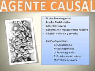 • Orden: Mononegavirus
• Familia: Rhabdoviridae
• Género: Lyssavirus
• Genoma: ARN monocatenario negativo
• Cápside: Helicoidal y envuelto
• Codifica 5 proteínas:
G= Glicoproteína
N= Nucleoproteína
L= Proteína grande
P: Proteína no estructural
M: Proteína de matriz
 