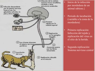 • Inicio de la infección
por mordedura de un
animal rabioso.}
• Periodo de incubación
(variable a la zona de la
mordedura)
• Primera replicación:
Infección del tejido y
replicación del virus en
el sitio de la herida.
• Segunda replicación:
Sistema nervioso central
 
