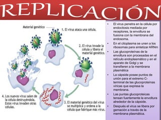 • El virus penetra en la célula por
endocitosis mediada por
receptores, la envoltura se
fusiona con la membrana del
endosoma.
• En el citoplasma se unen a los
ribosomas para sintetizar ARNm
• Las glucoproteínas de la
envoltura son procesadas en el
retículo endoplasmático y en el
aparato de Golgi y se
transfieren a la membrana
plasmática
• La cápside posee puntos de
unión para el extremo C-
terminal de las glucoproteínas
víricas que expresa la
membrana.
• Las puntas glucoproteicas
tensan fuertemente la envoltura
alrededor de la cápside.
• Después el virus se libera por
gemación a través de la
membrana plasmática.
 
