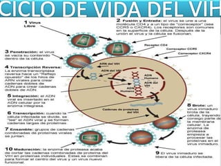 -Enfermedad causada
por el virus de la
inmunodeficiencia
humana (VIH)
VIH Ciclo viral
S INDROME DE
I NMUNO
D EFICIENCIA
A DQUIRIDA
-Ataca a las células con
receptores CD4 , como
los linfocitos y monocitos
-Se manifiesta por la
disminución del sistema
inmune SIDA
Los pacientes mueren por
infecciones oportunistas
Definición
El VIH ha sido encontrado en
la sangre , esperma, saliva,
lagrimas, leche maternas,
secreciones vaginales
 
